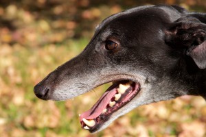A happy, well-trained greyhound